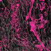 https://www.saltwateritaly.com/t-shirt-tecnica-ml-airflow-storm-acid-pink